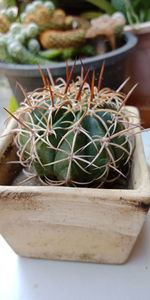 High angle view of potted plant on table