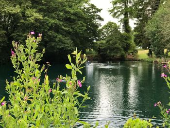 Flowers blooming by lake