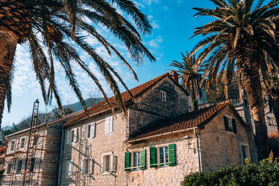 Low angle view of palm trees against blue sky