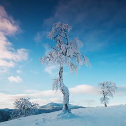 Bare tree on snow covered land against sky