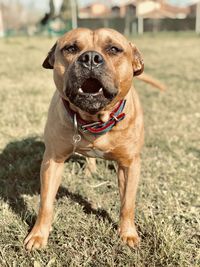 Portrait of dog looking away