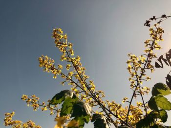 Low angle view of flowering plant against sky