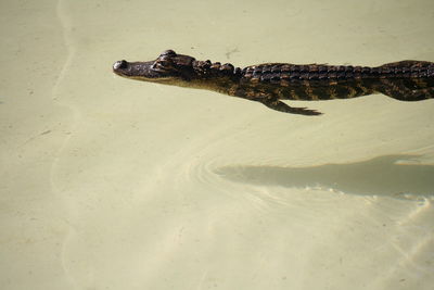 High angle view of crocodile on shore