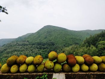 View of fruits on field against mountain range