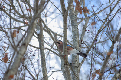 Low angle view of bird perching on tree