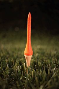 Close-up of plant on grass