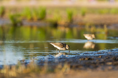 Sandpiper feeds along the shores of baltic sea before autumn migrating to southern