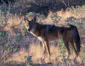 Portrait of a horse in the forest