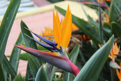 Close-up of flower