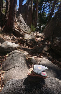 Close-up of rocks by tree trunk