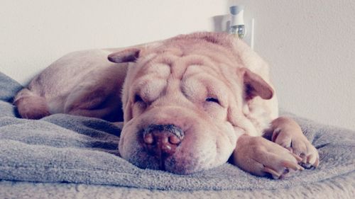 Close-up of dog sleeping at home