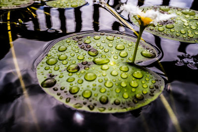 Close-up of lotus water lily