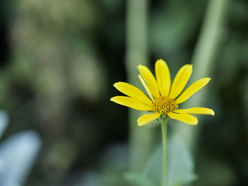 Close-up of yellow flower