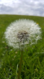 Close-up of dandelion