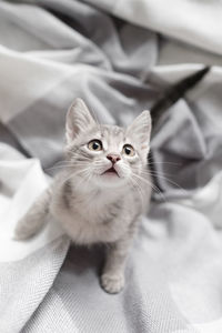 Portrait of kitten on bed