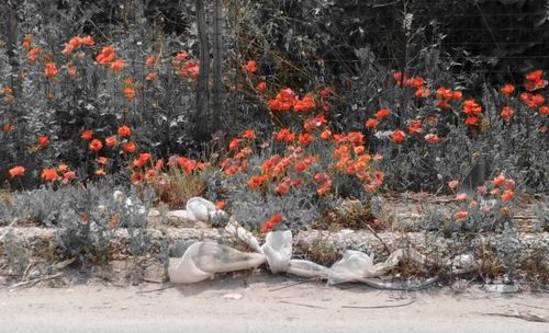 View of fish swimming in water