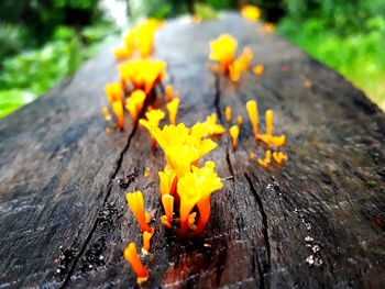 Close-up of yellow flowers on wood