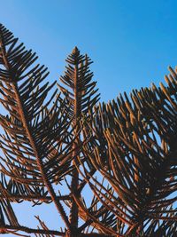 Low angle view of palm tree against clear blue sky