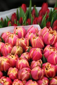 Close-up of pink tulips for sale at market stall