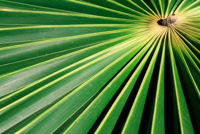 Full frame shot of palm leaves