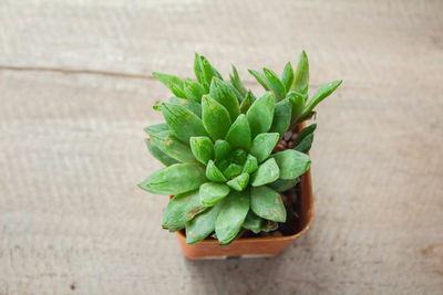 Close-up of potted plant on table