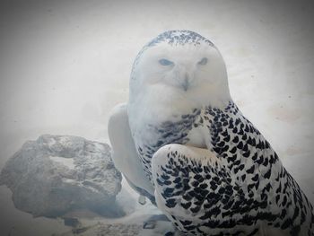 Close-up of eagle