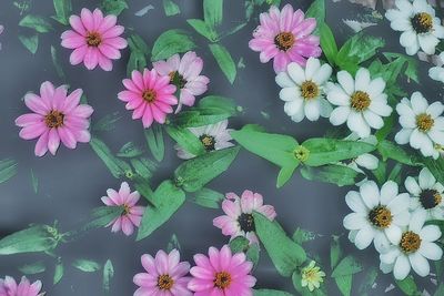 Close-up of pink flowers