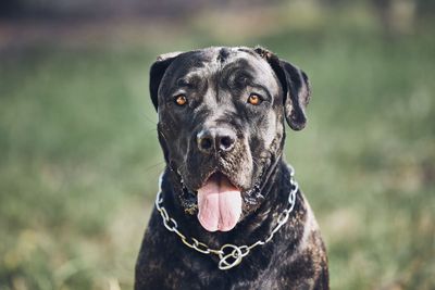 Close-up portrait of a dog