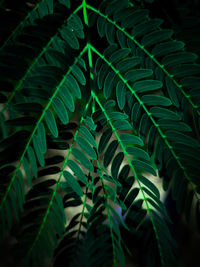 Close-up of fern leaves