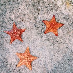 Close-up of autumn leaf on beach