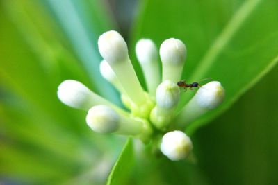 Close-up of insect on flower