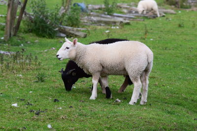 Sheep standing in a field