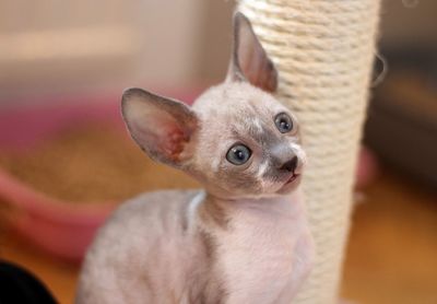 A cute little cornish rex kitten 