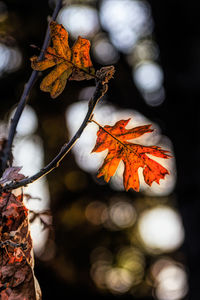 Close-up of maple leaves on tree