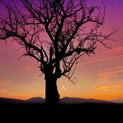 Silhouette of bare trees at sunset