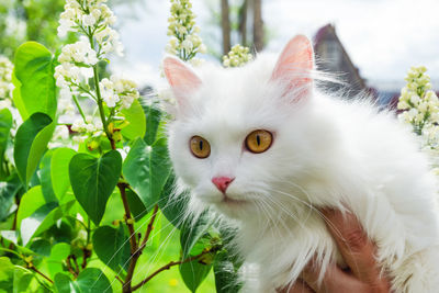 White fluffy cat is walking on a grass with dandelions on a sunny day.