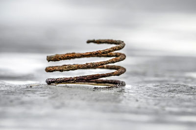 Rusty spiral on a wet beach