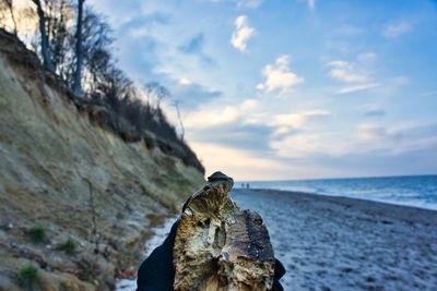 View of turtle on beach against sky