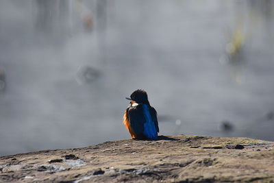 Bird perching on rock