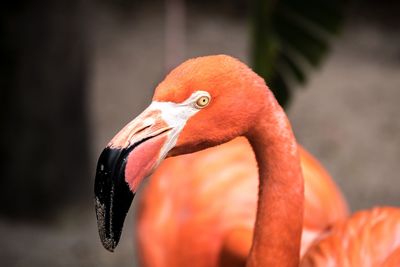 Close-up of bird