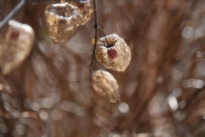 Close-up of winter cherry hanging on plants