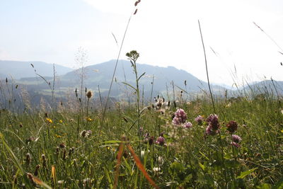 Scenic view of flowering plants on field against sky