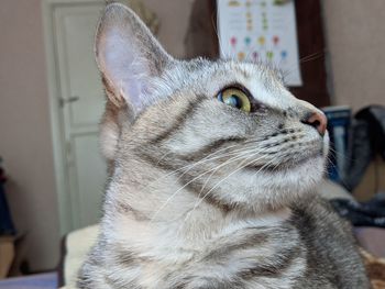 Close-up of a cat looking away