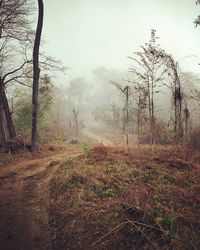 Scenic view of forest in foggy weather