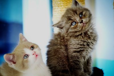 Close-up portrait of cat