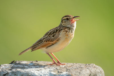 Close-up of bird perching on rock