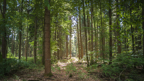 View of trees in forest