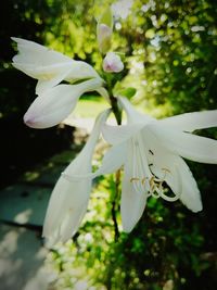 Close-up of white flowers