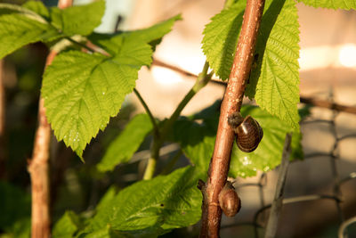 Close-up of fresh green leaves on plant
