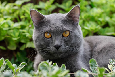 Close-up portrait of a cat